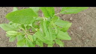 amaranthus breades flower Leafytale [upl. by Nawad]