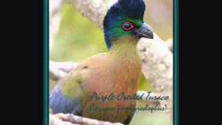 PurpleCrested Turaco [upl. by Wasson]