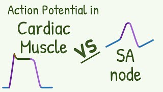 How the cardiac cycle is produced by electrical impulses in the heart [upl. by Pack]