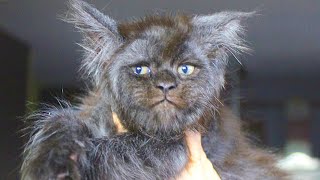 Extrem seltene Maine Coon Katze wird in Russland geboren [upl. by Narra]