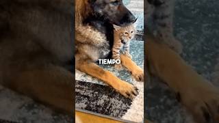 ¡Lo que encontró este perrito te dejará sin palabras😲😨 reflexiones historiareal animales [upl. by Parker]