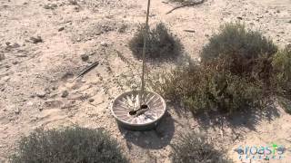 Successful planting Dubai desert with the Groasis Waterboxx [upl. by Ameh]