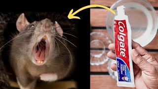 How to get rid of mice naturally in walls kitchen cabinets garage and ceiling without access [upl. by Volny668]