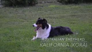 ♡Owczarek australijski aussieKalifornia Kora♡ Arlet5a [upl. by Dniren]