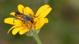 Prionyx Wasp Nesting and Hunting Behavior [upl. by Aileve]