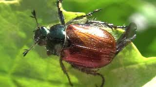 Phyllopertha horticola  Linnaeus 1758  Scarabaeidae  Hanneton des jardins horticole [upl. by Regdirb683]