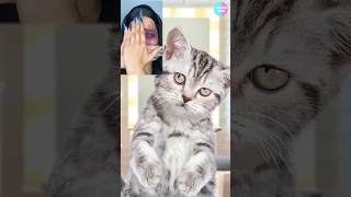 Cat TikTok Follow2  POV fyp xyzbca shorts cat catanimation 애니메이션 추천 [upl. by Aniteb296]