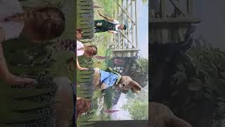 Willows Activity Farm Peter Rabbit Flip Flop Show [upl. by Corissa]