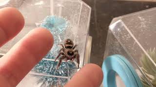 A pet jumping spider acts like a tiny cat [upl. by Arlene812]