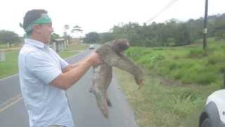 Helping a sloth cross the road Costa Rica [upl. by Eisserc]