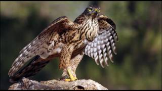 Vida y costumbres del azor Accipiter gentilis [upl. by Keiko853]