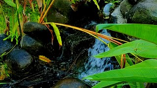 Relaxing Music with Water Sounds  Peaceful Ambience for Spa Yoga and Relaxation Independently [upl. by Liman291]