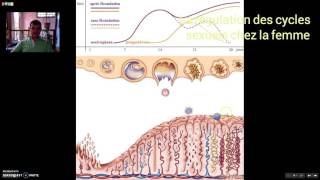 Régulation cycles sexuels féminins [upl. by Faber160]