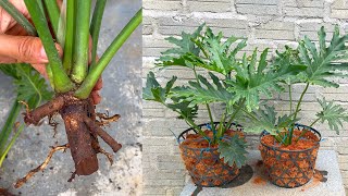 This is how I propagated the Monstera plant  おいしいモンステラ [upl. by Faxen]