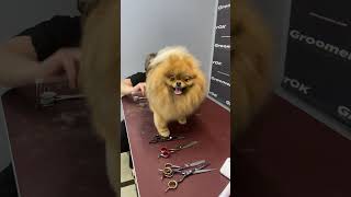 Pomeranian Dog  Grooming Haircut With Scissors [upl. by Refinneg684]