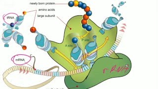 Darmowe Korepetycje z Biologii Genetyka  podstawy molekularne Mitoza i mejoza [upl. by Engedus]