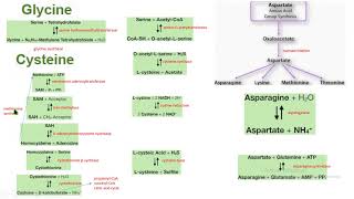 serina glicina cisteina aspartato asparagina síntesis biochemistry bioquímica [upl. by Anu]