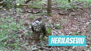 Herilaseviu Pernis apivorus European Honey Buzzard  Eesti linnud [upl. by Aisila]