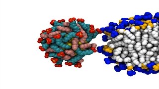 Gold nanoparticles easily penetrate cells [upl. by Guildroy80]