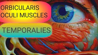 Understanding the Temporalies amp Orbicularis Oculi Muscles [upl. by Berry]