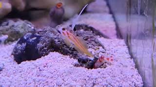 Goby  Pistol Shrimp pair [upl. by Catlee447]