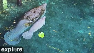 Silver Springs Above Water Manatee Camera powered by EXPLOREorg [upl. by Wolcott]