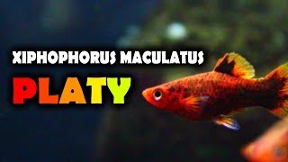 PLATY Xiphophorus Maculatus Quello che devi Sapere [upl. by Ahc]