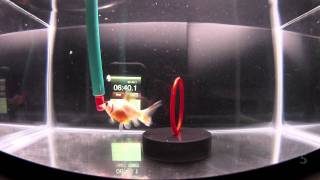 Operant Fish Training Goldfish [upl. by Chadburn]