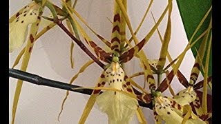 The Spider Orchid  new spikes and old blooms on this potted Oncidium Orchid in the Greenhouse [upl. by Lathan263]