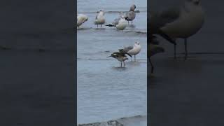 Greater Yellowlegs Calling wildlife birds naturelovers nature birdwatching birding [upl. by Sialac]