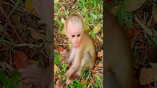 Lovely baby monkey Luno animals babyanimal babymonkey cute monkey [upl. by Irrahs659]