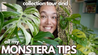 Monstera care tips and a tour of my collection  Plant with Roos [upl. by Kayla]