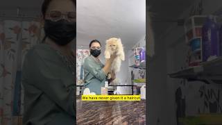 117200 days big cat grooming youtubeshorts minivlog pets [upl. by Anaet]