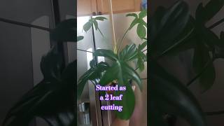 philodendron pedatum New mosspole 🌱✨️ plantcare houseplant indoorplants aroids plants [upl. by Ximenez]