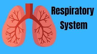 Respiratory System Basics [upl. by Thalassa771]