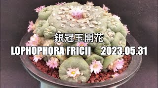 銀冠玉開花 Lophophora fricii 2023 06 02 [upl. by Mmada]