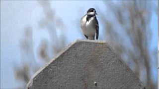 Les oiseaux du printemps [upl. by Egin]