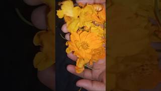 Flower garlands 🌺🌹🌸 😍🤩🥰 trending diy festival ytshorts youtubeshorts viralshorts yt shorts [upl. by Marcelo]