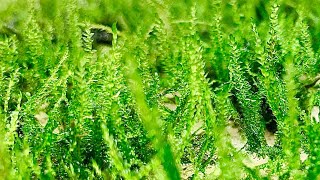 How to Propagate Java Moss Improved Experiment 1 Month [upl. by Anitap]