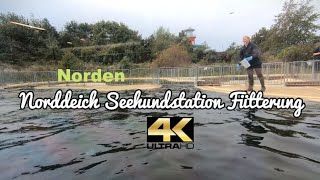 4K  Norddeich Seehundstation Fütterung  Nationalpark Nordsee Heuler [upl. by Airun]