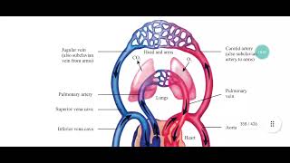 Vasoconstriction Vasodilation Role of precapillary sphincter in regulating flow of blood [upl. by Assel]