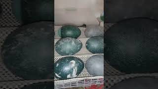 loading the incubator with emu eggs [upl. by Irvin]