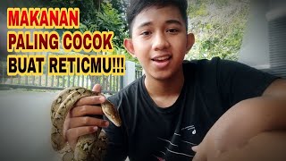 MAKANAN PALING COCOK UNTUK RETIC PELIHARAAN‼️ [upl. by Analram954]