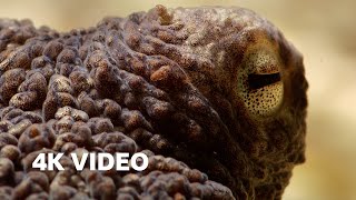 Extraordinary Octopus Takes To Land  4K UHD  The Hunt  BBC Earth [upl. by Pritchard65]