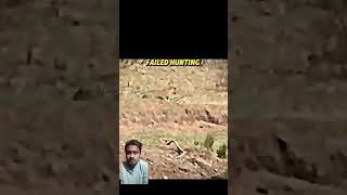 Cheetah Vs Leopard Hunt Impala automobile army animals wildlife phonk ranger rangerwildtrak [upl. by Reinhold]