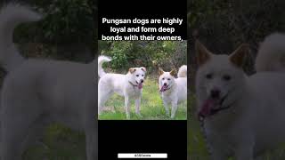 What is a Pungsan dog pungsandog dog pets animal education knowledge learning study [upl. by Ailegra]