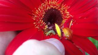 Plutella xylostella Diamondback Moth Larva on Gerbera Flower III [upl. by Nolasba]