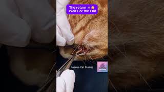 The return 😈 wait for the end CatRescue RescueCat kitten cat rescue [upl. by Anial]