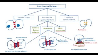 les tissus  1 le tissu épithélial [upl. by Anin]