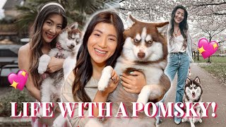 WHAT ITS REALLY LIKE OWNING A POMSKY PUPPY 10 THINGS I WISH I KNEW 🐶 [upl. by Sama915]